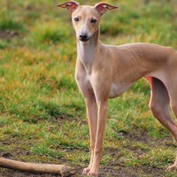 Italian Greyhoun breed dog yelloe mini puppy
